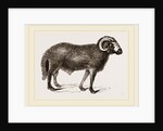 Fat-tailed Sheep of Syria by Anonymous