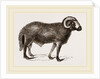 Fat-tailed Sheep of Syria by Anonymous