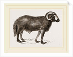 Fat-tailed Sheep of Syria by Anonymous