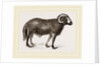 Fat-tailed Sheep of Syria by Anonymous