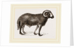 Fat-tailed Sheep of Syria by Anonymous