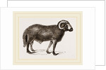 Fat-tailed Sheep of Syria by Anonymous