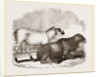 Guinea Sheep by Anonymous