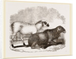 Guinea Sheep by Anonymous