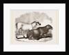 Guinea Sheep by Anonymous