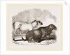 Guinea Sheep by Anonymous