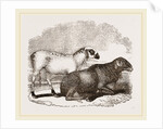 Guinea Sheep by Anonymous