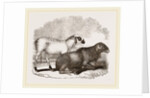 Guinea Sheep by Anonymous