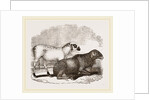 Guinea Sheep by Anonymous