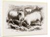 British Long-woolled Sheep UK by Anonymous