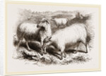 British Long-woolled Sheep UK by Anonymous