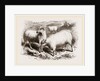 British Long-woolled Sheep UK by Anonymous