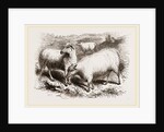 British Long-woolled Sheep UK by Anonymous