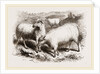 British Long-woolled Sheep UK by Anonymous