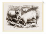 British Long-woolled Sheep UK by Anonymous