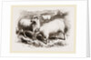 British Long-woolled Sheep UK by Anonymous