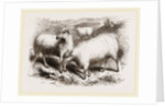 British Long-woolled Sheep UK by Anonymous
