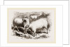 British Long-woolled Sheep UK by Anonymous