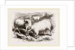 British Long-woolled Sheep UK by Anonymous