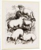 British Middle-woolled Sheep UK by Anonymous