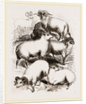 British Middle-woolled Sheep UK by Anonymous
