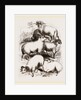 British Middle-woolled Sheep UK by Anonymous