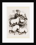 British Middle-woolled Sheep UK by Anonymous