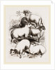 British Middle-woolled Sheep UK by Anonymous