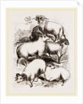 British Middle-woolled Sheep UK by Anonymous