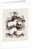 British Middle-woolled Sheep UK by Anonymous