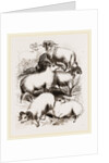 British Middle-woolled Sheep UK by Anonymous