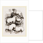 British Middle-woolled Sheep UK by Anonymous