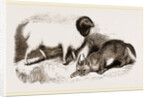 Persian Sheep and Caracal by Anonymous