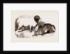 Persian Sheep and Caracal by Anonymous