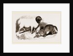 Persian Sheep and Caracal by Anonymous