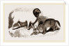 Persian Sheep and Caracal by Anonymous