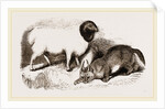 Persian Sheep and Caracal by Anonymous