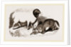 Persian Sheep and Caracal by Anonymous