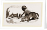 Persian Sheep and Caracal by Anonymous