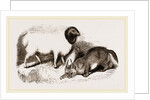 Persian Sheep and Caracal by Anonymous