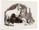 Long-eared Syrian Goats by Anonymous