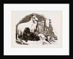 Long-eared Syrian Goats by Anonymous