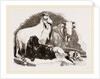 Long-eared Syrian Goats by Anonymous