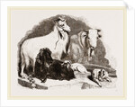 Long-eared Syrian Goats by Anonymous