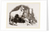 Long-eared Syrian Goats by Anonymous