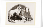 Long-eared Syrian Goats by Anonymous