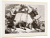 Caslimir Goats by Anonymous