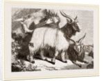 Caslimir Goats by Anonymous