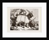 Caslimir Goats by Anonymous