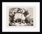 Caslimir Goats by Anonymous